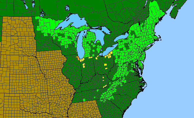 The range of Melampyrum lineare var. latifolium